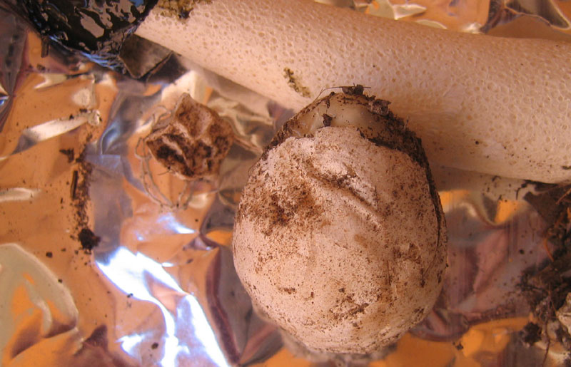 puzzolente, sotto fico - Phallus impudicus